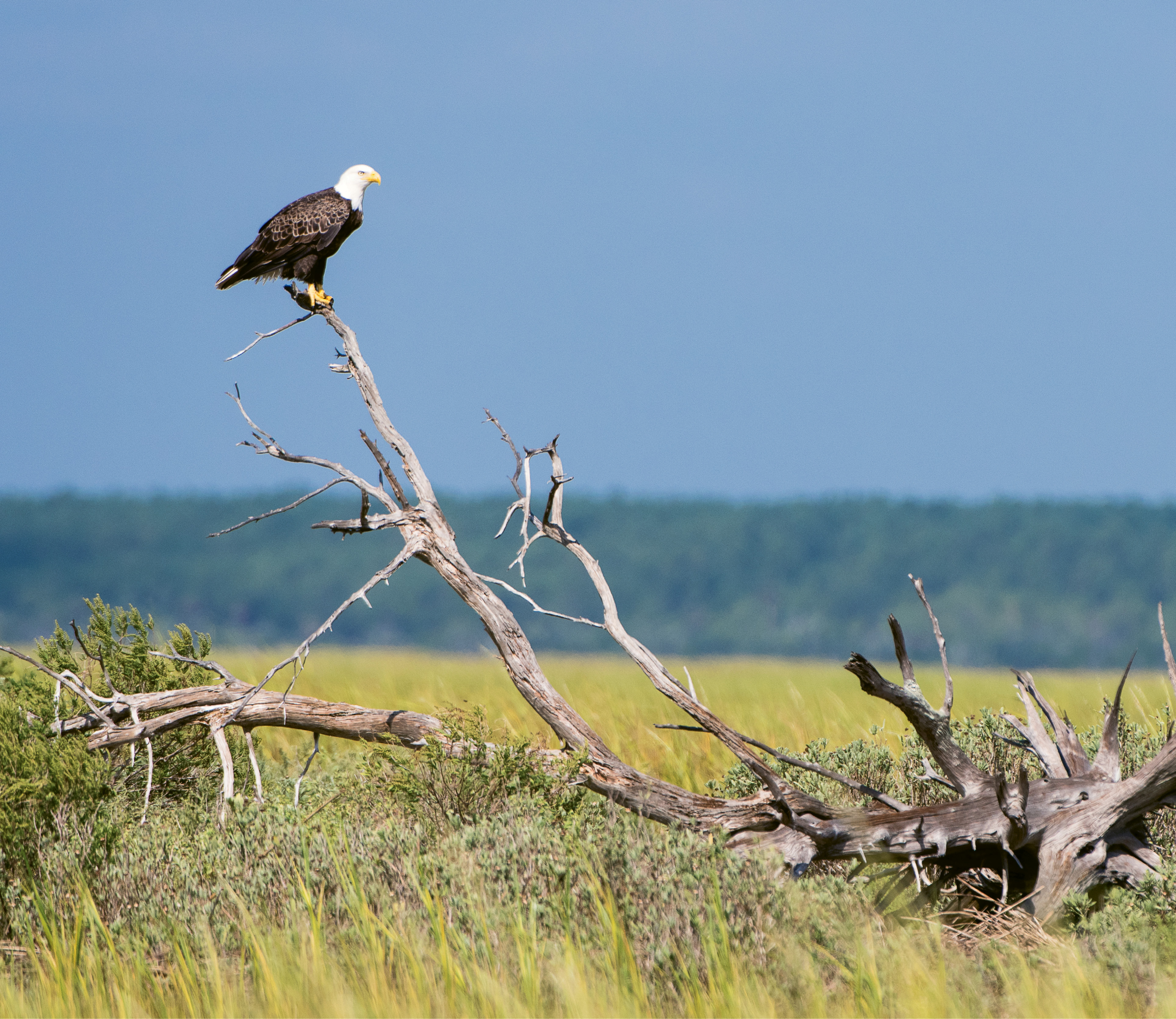 Bald Eagle (Haliaeetus leucocephalus) - A wild eagle in Cape Romain National Wildlife Refuge near Bulls Island; Learn more about the Center for Birds of Prey and how you can help at <a href="http://www.thecenterforbirdsofprey.org/">http://www.thecenterforbirdsofprey.org/</a>.