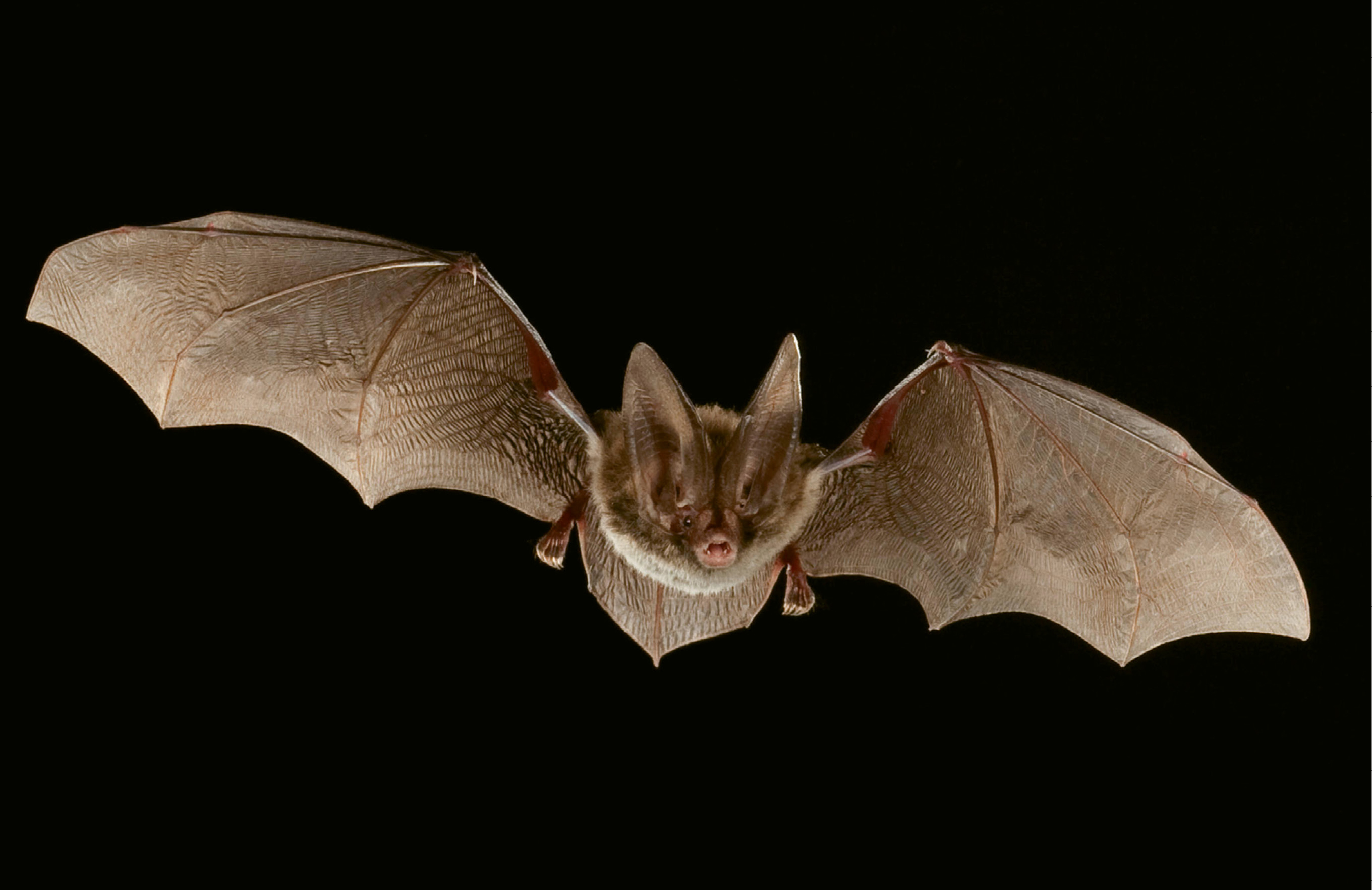 Rafinesque’s Big-Eared Bat (Corynorhinus rafinesquii) - The bat forages for insects, especially moths and mosquitoes, for several hours after dark; Due to its wide distribution, IUCN Red List categorizes the species as being of “least concern.” However, four states (Georgia, West Virginia, South Carolina, and Tennessee) have reported population declines, and populations in Indiana and Ohio likely have been eradicated.