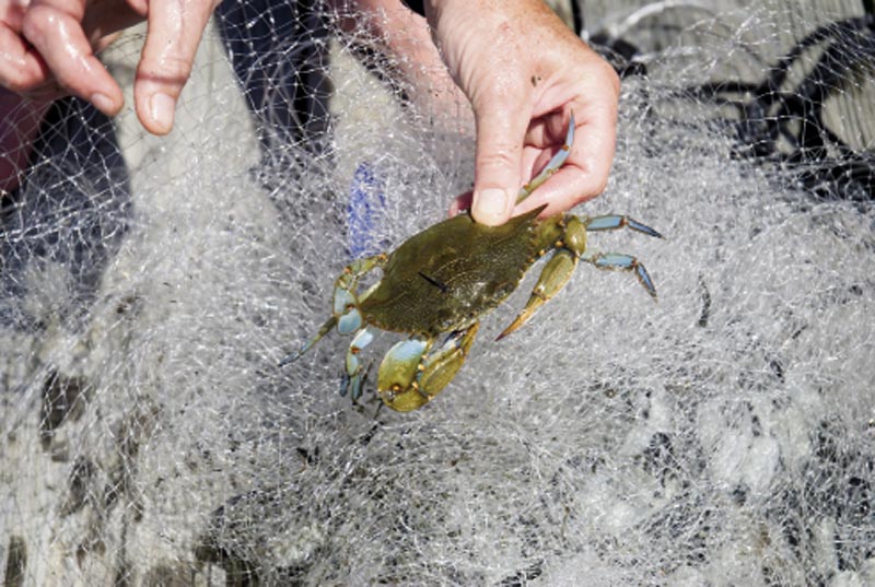 Photograph by Sarah Knowlton