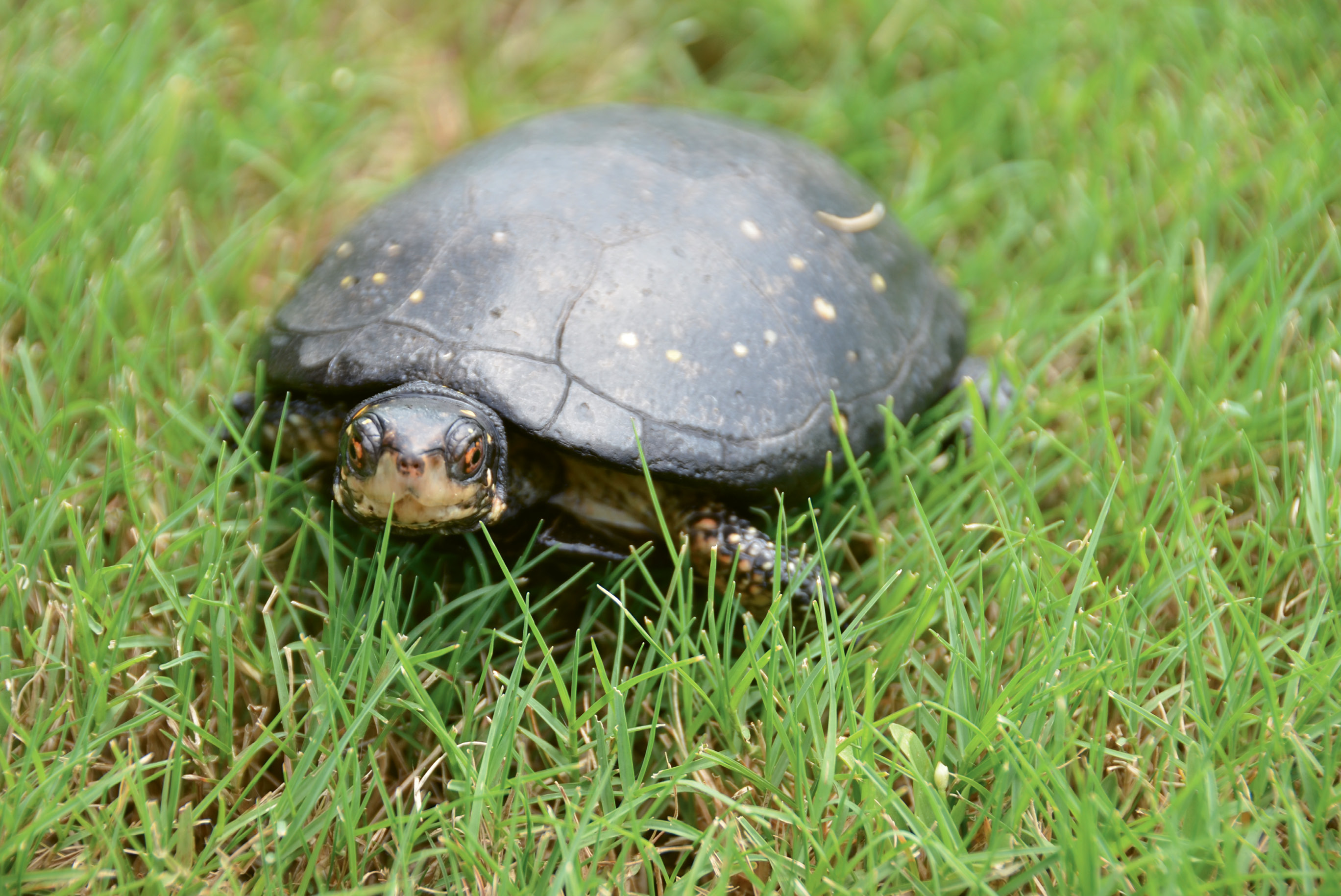 Spotted Turtle (Clemmys guttata) - Stripes, a female spotted turtle, is an education animal at the South Carolina Aquarium and an ambassador for her species. She was transferred as part of a breeding program with the Association of Zoos and Aquariums; The Turtle Survival Alliance supports turtle conservation across the globe but is based here in Charleston. Check out its work at <a href="http://www.turtlesurvival.org/">http://www.turtlesurvival.org/</a>