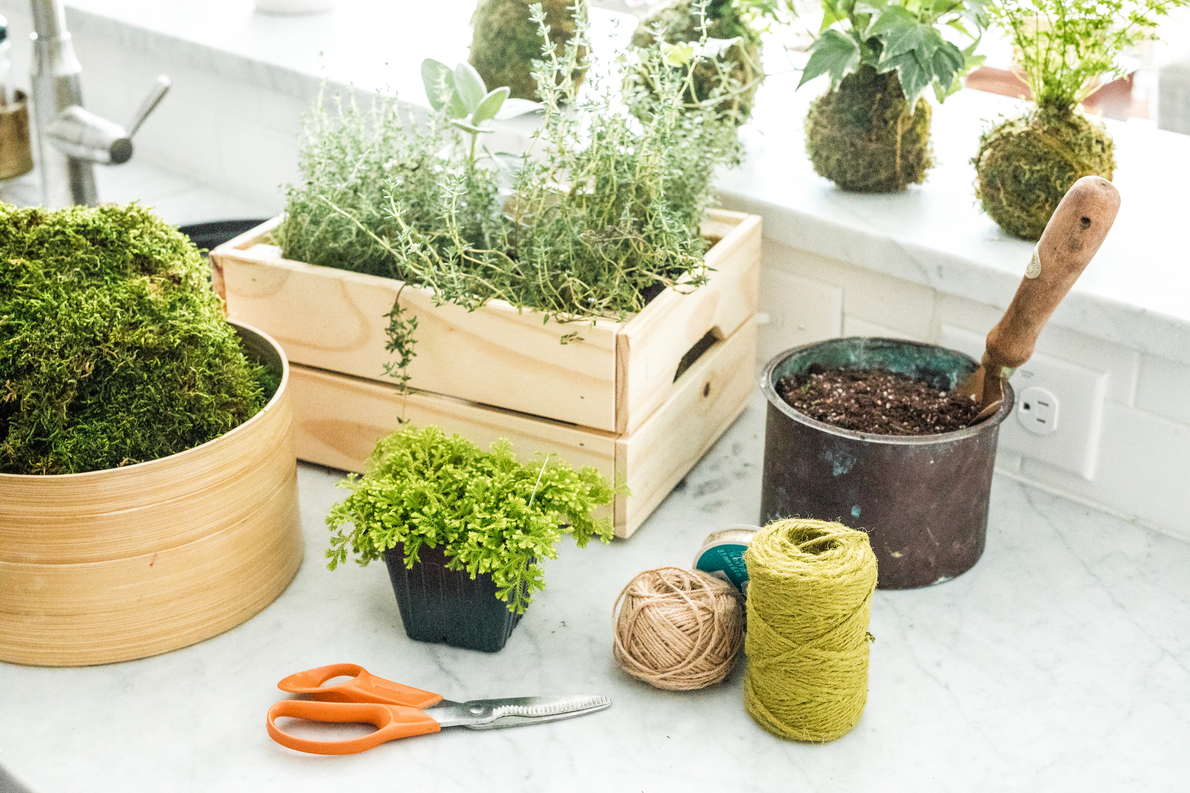 Prepare your workstation, wearing gloves to protect your hands from dye in the moss. Soak a sheet of moss (shown in container at far left) in a container of water until it is damp.