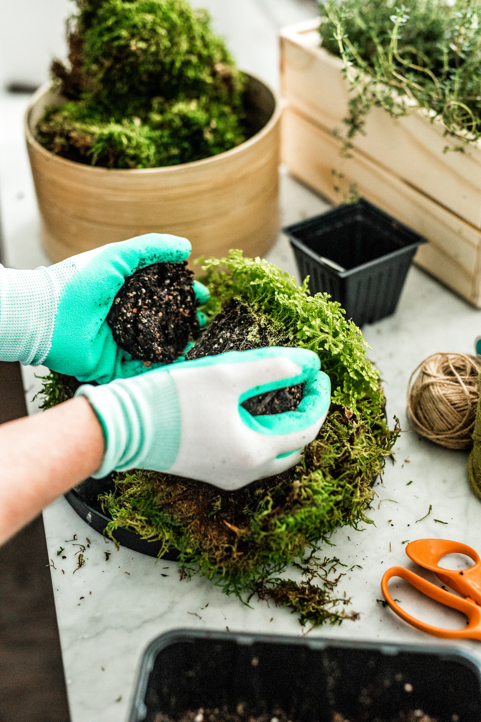 Divide soil sphere in half and pack around the plant’s root ball.