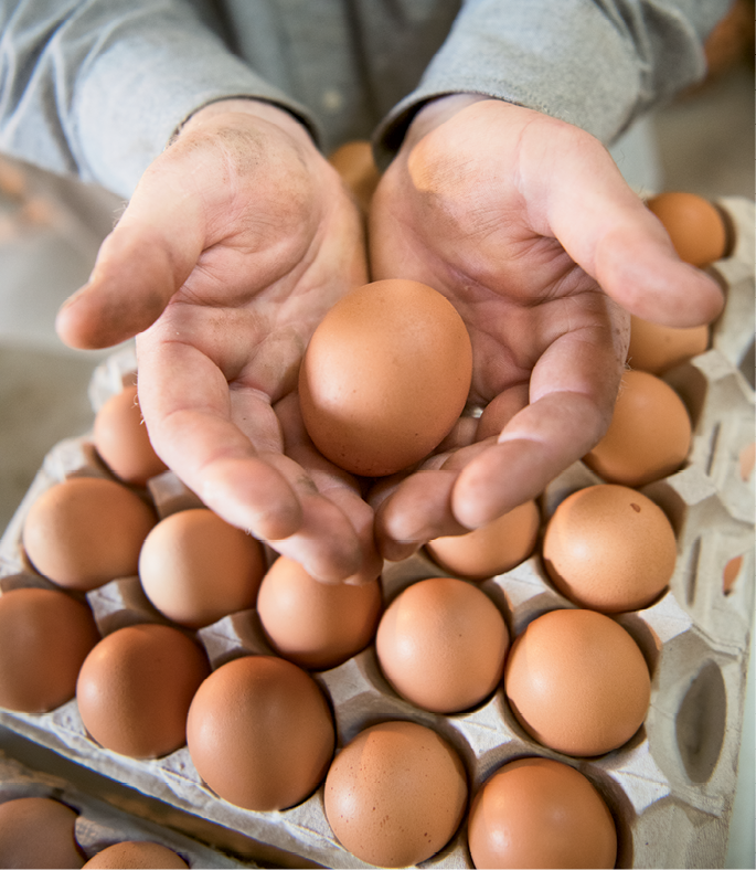 Crates transport eggs to restaurants.
