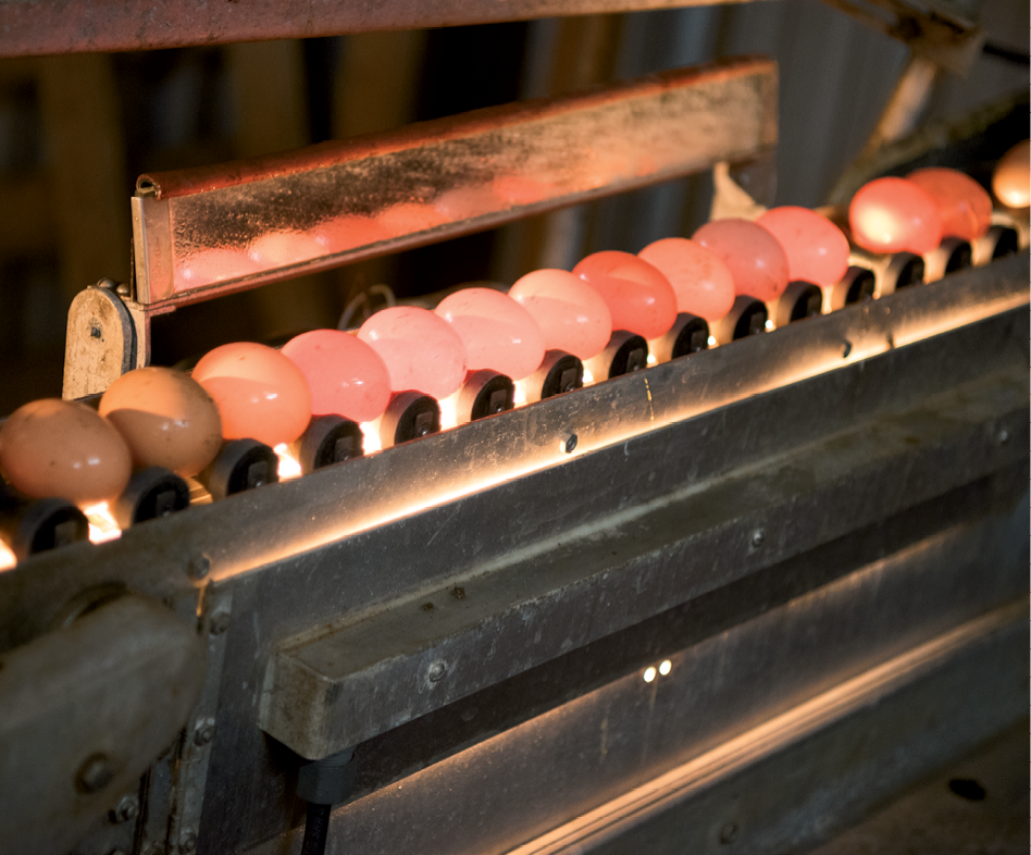 Eggs are sent through a lighted conveyor belt so employees can check for imperfections.