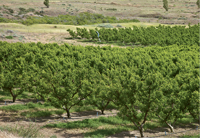 Fresh Pick: “Camping on Oregon’s Peach Beach, we found peaches growing right outside our tent. They were the best ever!”