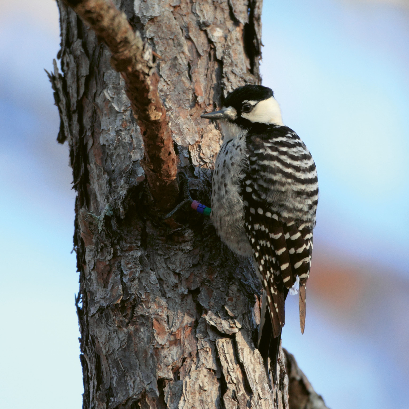 Red-Cockaded Woodpecker (Picoides borealis) - Despite their name, the birds are mostly black and white, with the males having a small red streak (“cockade”) behind the eye; Hurricane Hugo devastated the Francis Marion National Forest in 1989, killing many of its red-cockaded woodpeckers in the process. But it has since become a model for woodpecker recovery, with a robust population that now serves as a “donor” for other sites hoping to reintroduce this bird.