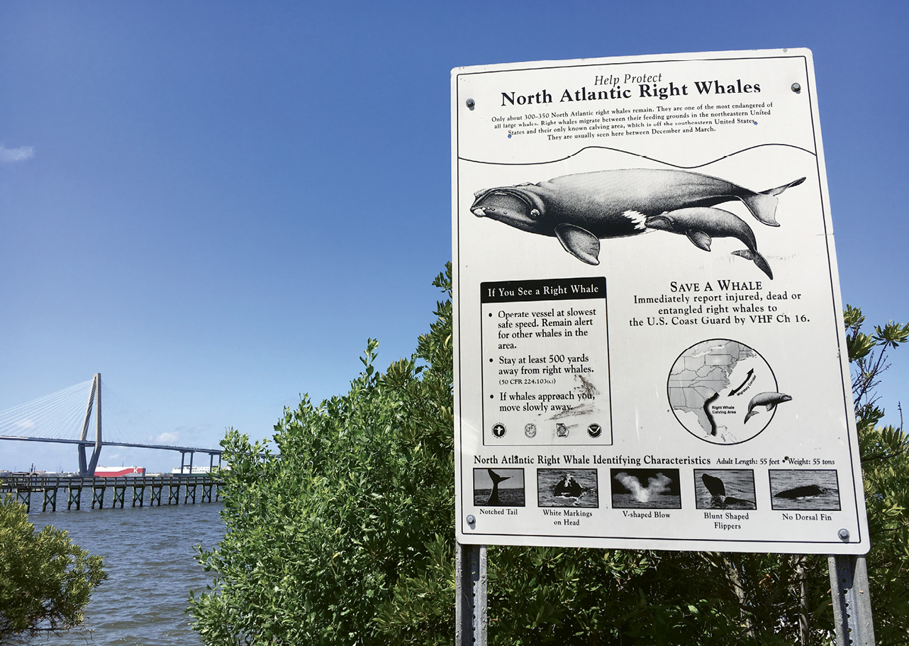 Take Note: North Atlantic right whales are protected under the Marine Mammal Protection Act (MMPA) and the Endangered Species Act (ESA). According to NOAA Fisheries, their two greatest threats are entanglement in fixed fishing gear and vessel strikes. Watercraft must remain at least 500 yards away from the mammals.