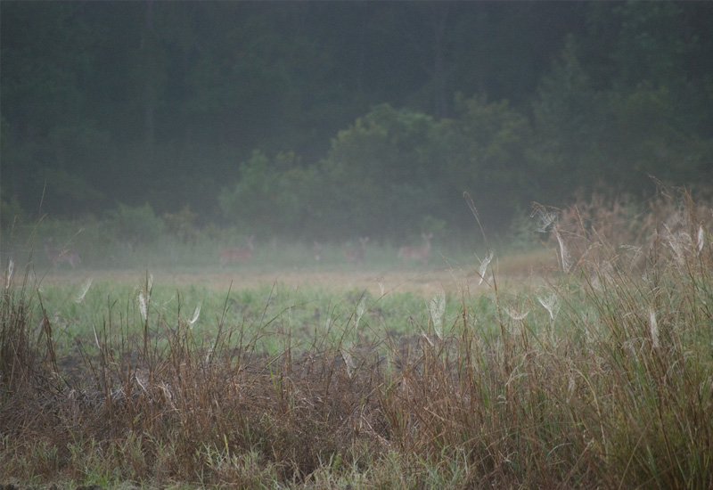 Photograph by Sarah Knowlton