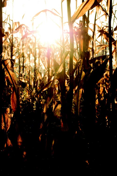 Photograph by Sarah Knowlton