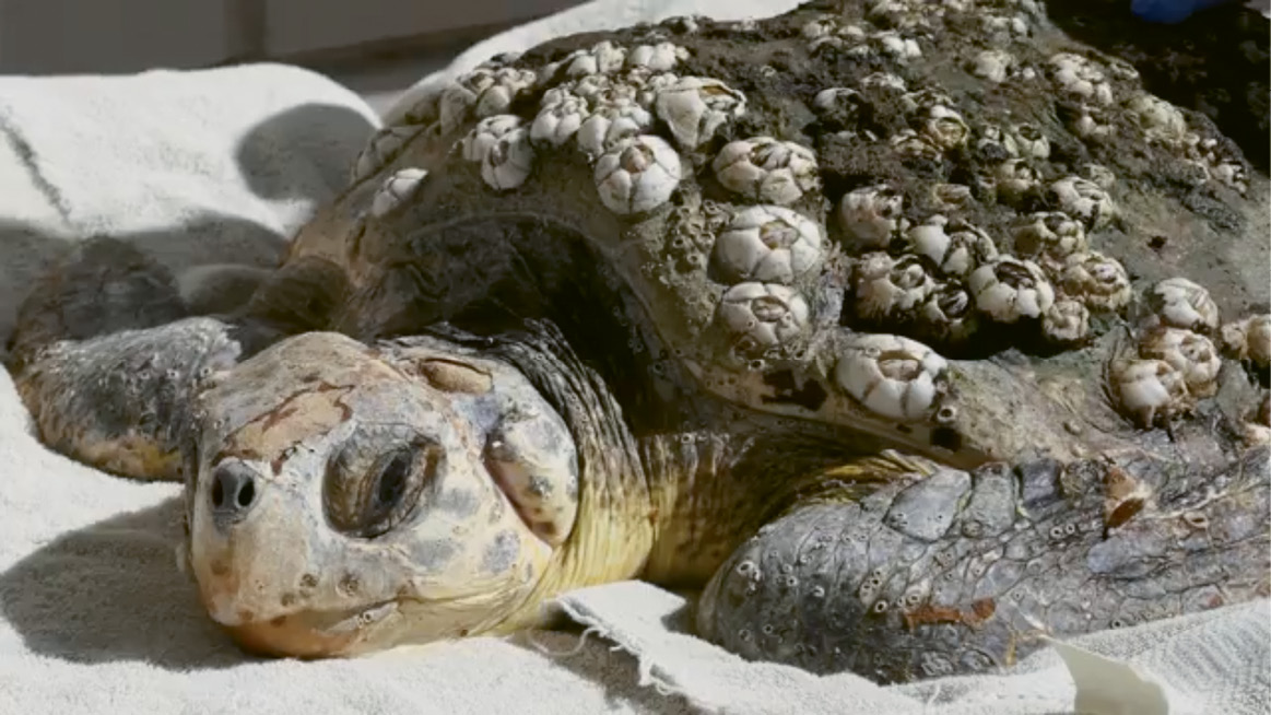 Hank’s Journey Home: “Hank” the juvenile loggerhead—injured by boat strikes and anemic—was rescued by the DNR, rehabilitated at the South Carolina Aquarium, and released back into the Atlantic a few months later