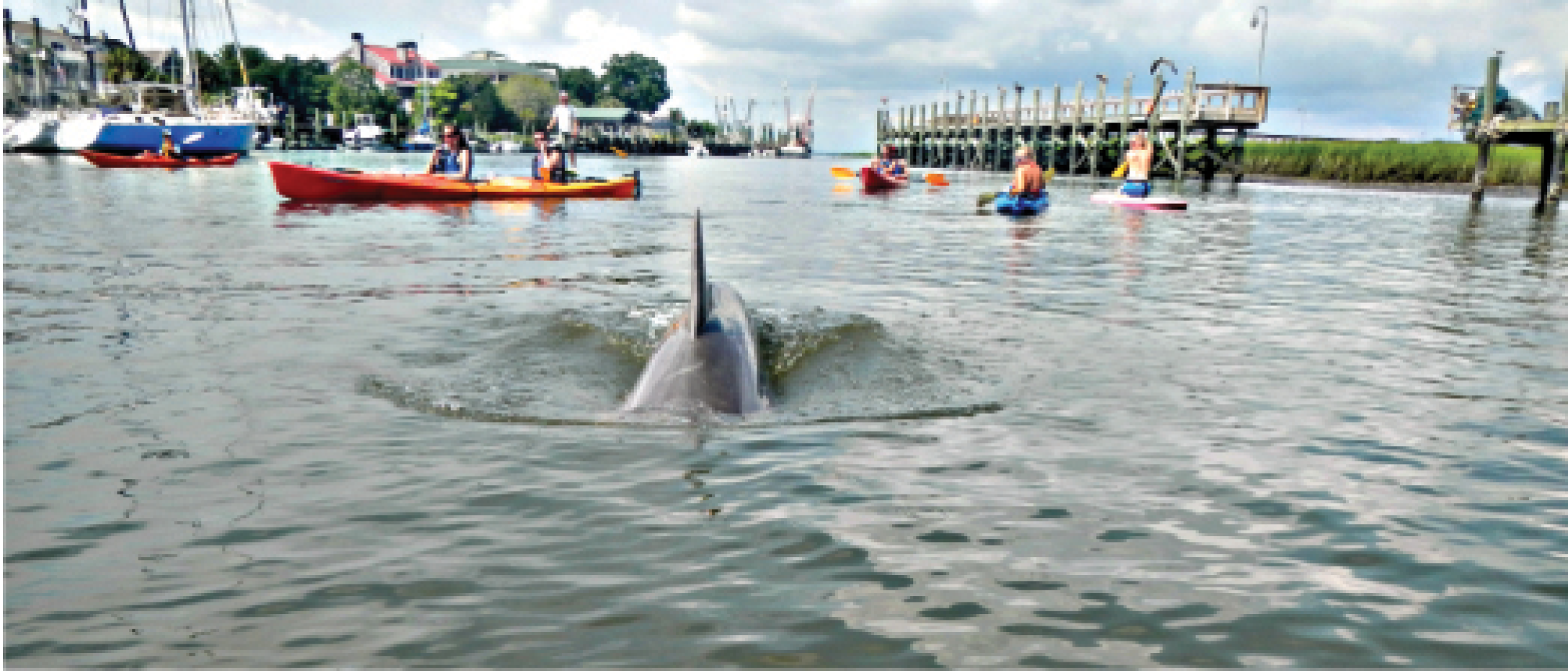 Responsible outfitters like Coastal Expeditions understand the allure of dolphins but teach their clients to respect and thereby help protect the wild animals.