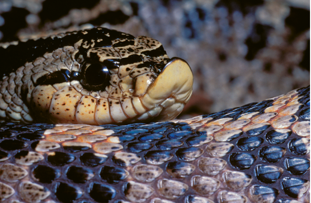 Southern Hognose Snake (Heterodon simus) - Biologists believe fire ants may play a role in the decline of this species, whose eggs are vulnerable to the invasive insects. Learn more about the snakes of South Carolina at <a href="http://srelherp.uga.edu/snakes/">http://srelherp.uga.edu/snakes/</a>.