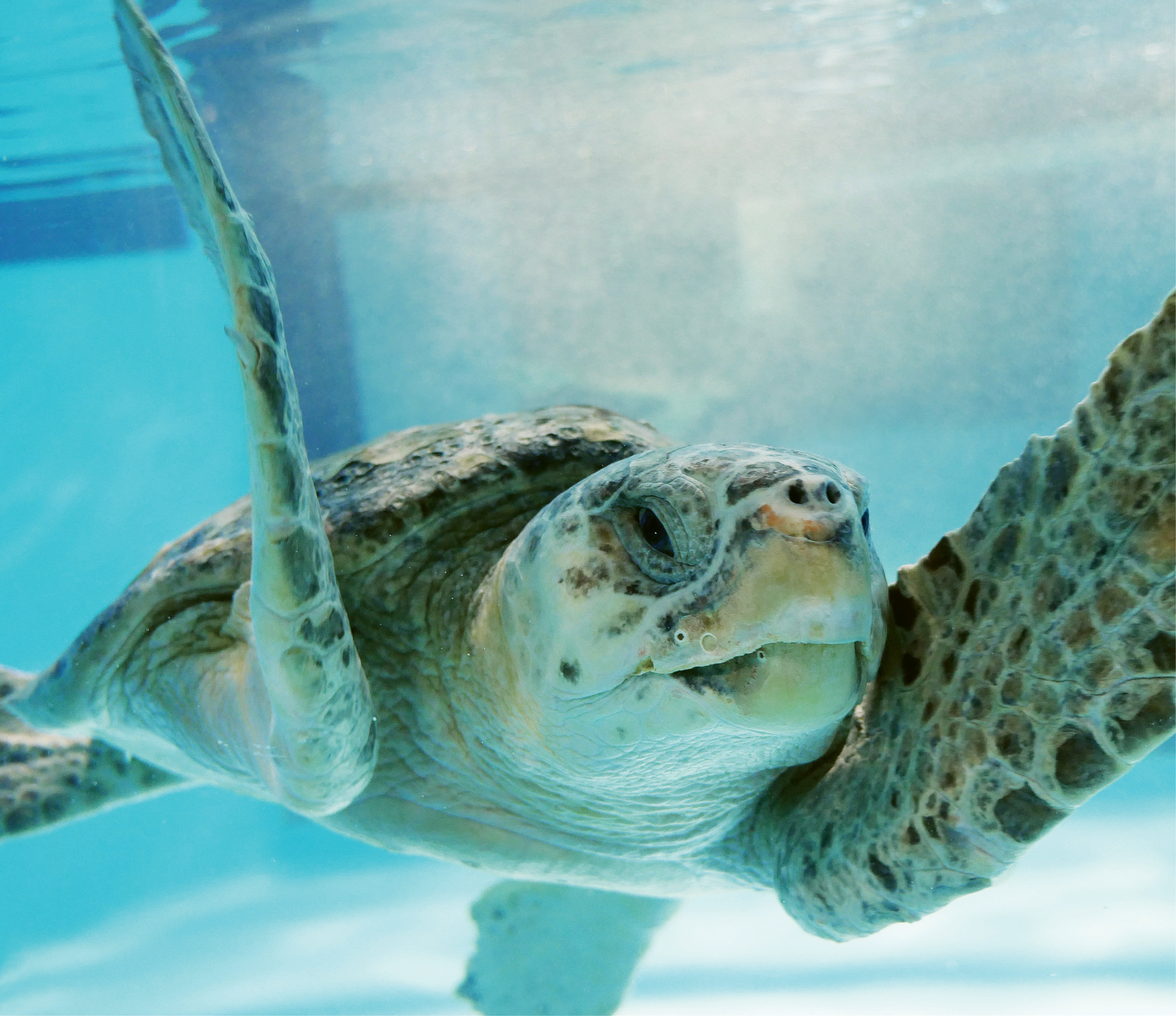 Loggerhead Sea Turtle (Caretta caretta) - Sea turtle nests in South Carolina are counted and protected by a large team of volunteers up and down the coast. Find a volunteer group near you at <a href="http://www.dnr.sc.gov/seaturtle/">http://www.dnr.sc.gov/seaturtle/</a>.