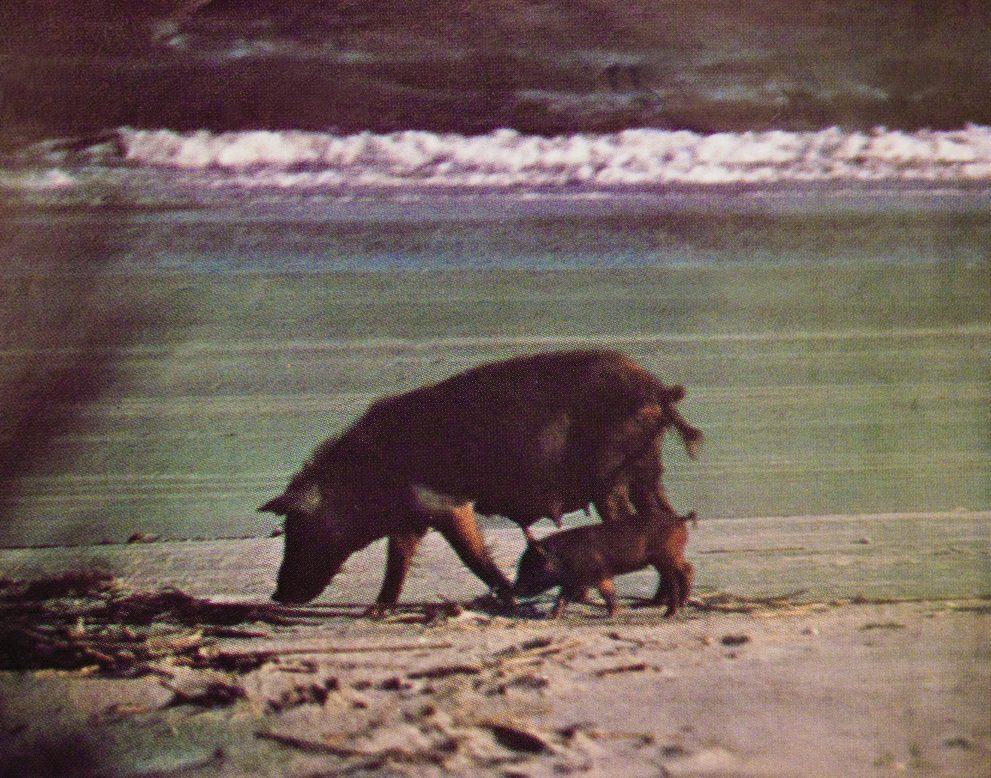 Wild pigs root for some front beach real estate.