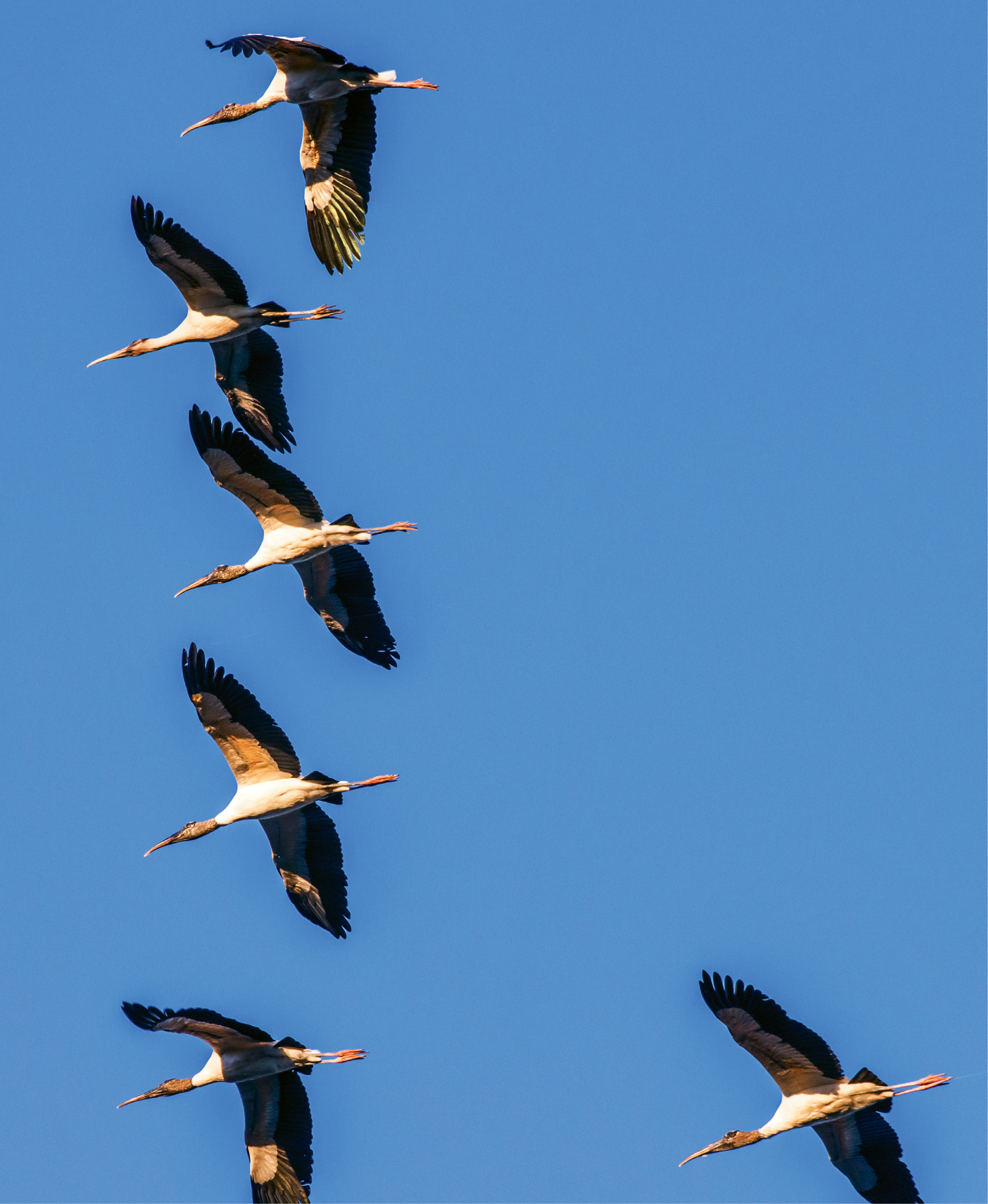 American Wood Stork (Mycteria americana) - Standing some three feet tall with a five-foot wingspan, an adult wood stork is the largest wading bird native to the US and the only stork to breed here.