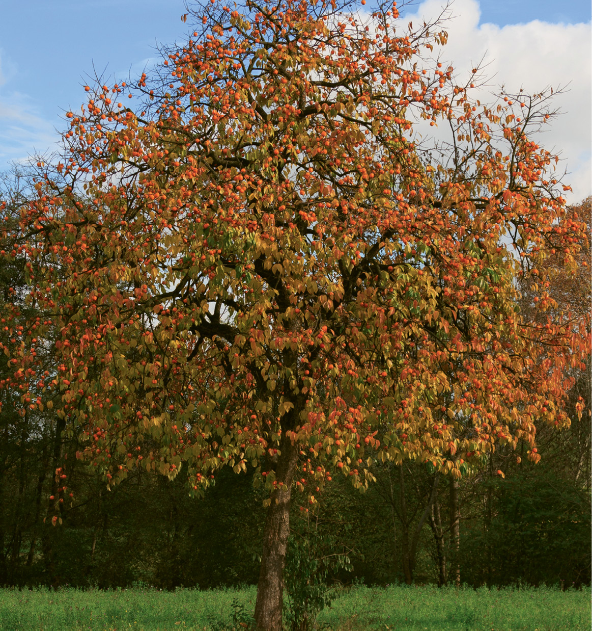Oriental and American persimmon trees look similar (the latter grows taller).