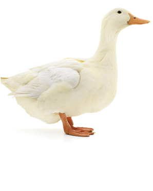 Sunday Funday:  “Everything is centered around a seven-year-old. We like to watch the ducks at Hampton Park.”