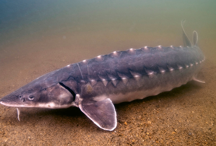 Shortnose Sturgeon (Acipenser brevirostrum) - Biologists at Bears Bluff National Fish Hatchery on Wadmalaw Island rear sturgeon for research and stocking purposes. Learn more at <a href="https://www.fws.gov/bearsbluff/">https://www.fws.gov/bearsbluff/</a>.