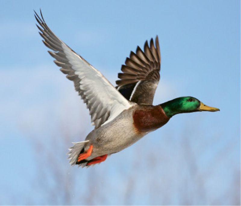 Target practice: “We go up to my dad’s property in Georgia and head out to duck hunt a half hour before sunrise.”