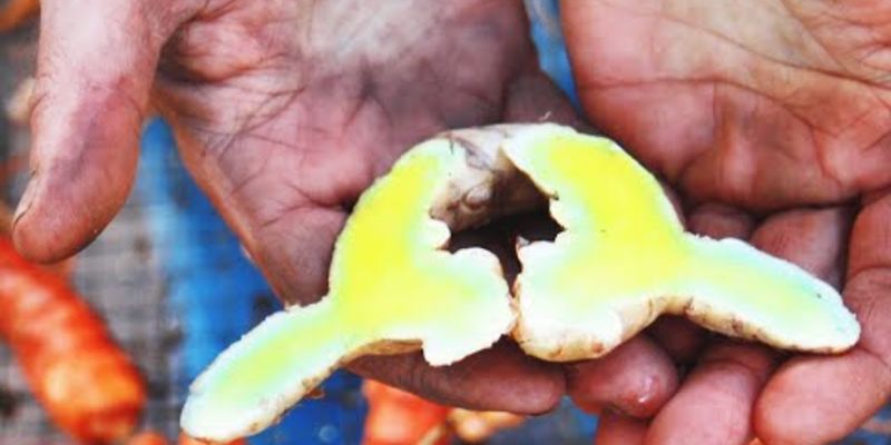 Embedded thumbnail for How to Grow Turmeric and Sunchokes with Spade &amp;amp; Clover Gardens