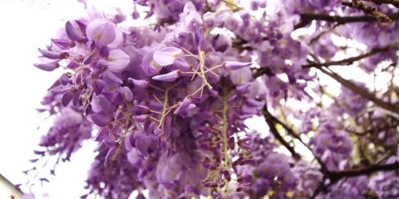 Embedded thumbnail for Wisteria Hysteria